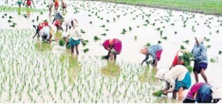 పట్టిసీమతో సాగు కళ