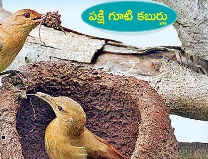 మట్టిని తెచ్చి... గూటిగా మలిచి!