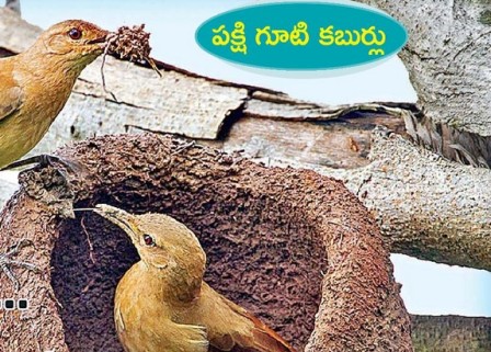 మట్టిని తెచ్చి... గూటిగా మలిచి!