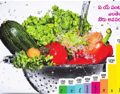 తింటున్న నీరెంత ?