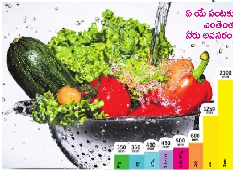 తింటున్న నీరెంత ?