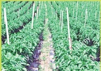 ఉద్యాన కళ