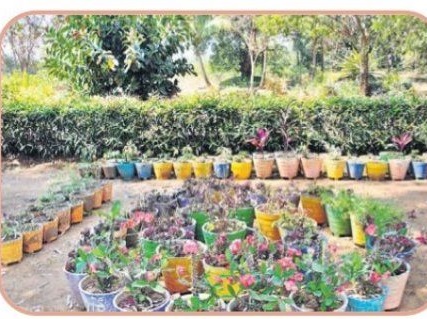 నవ్యాంధ్రకు హరిత శోభ