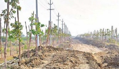 హరిత వనం.. అందాల తోరణం!
