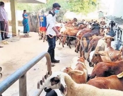 పాడిని కాపాడి