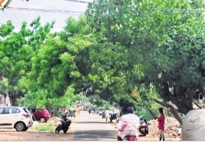 పీ అండ్ 'ట్రీ ' కాలనీ ..!