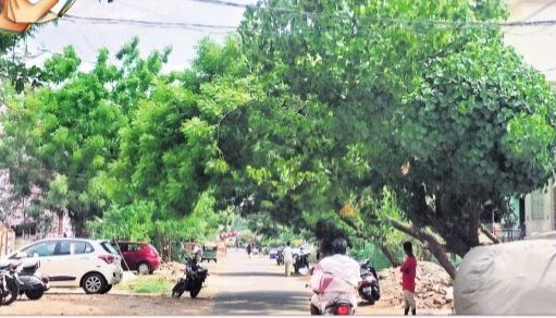 పీ అండ్ 'ట్రీ ' కాలనీ ..!