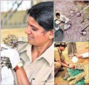 లయన్ క్వీన్