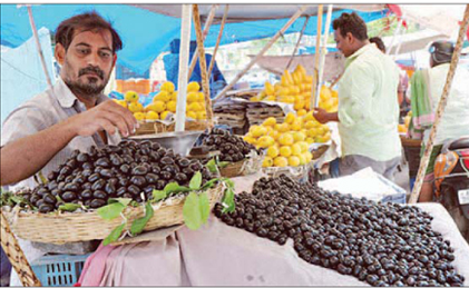 లాభాల రేడు.. నల్ల నేరేడు?
