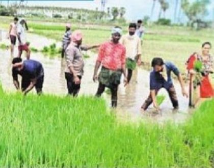 సాగు పండగై