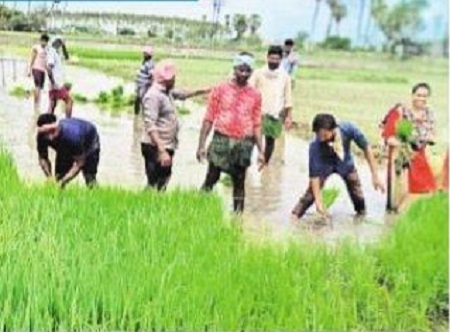 సాగు పండగై