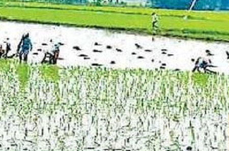 ఊపిరిపోసిన... ముసురు