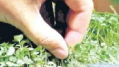 చిట్టి మొక్కలతో గట్టిమేలు