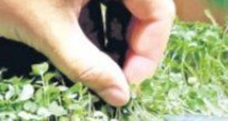 చిట్టి మొక్కలతో గట్టిమేలు