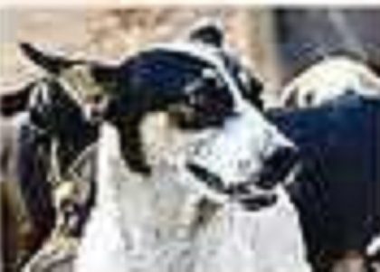 బోరుమంటున్న భౌ భౌ