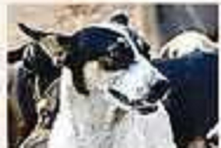 బోరుమంటున్న భౌ భౌ