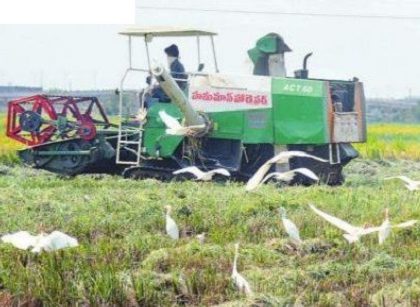 పచ్చని పండుగ