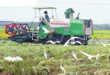 పచ్చని పండుగ