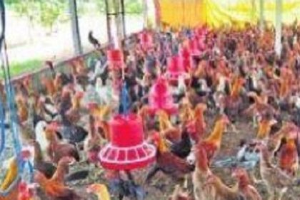 నాటుకే.. ఓటు