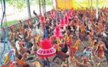 నాటుకే.. ఓటు
