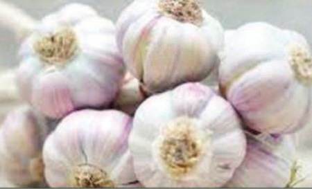 యాంటీబయోటిక్ వెల్లుల్లి
