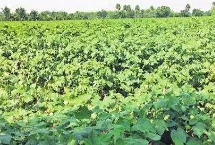 ప్రకృతి సాగు - పంటలు బాగు