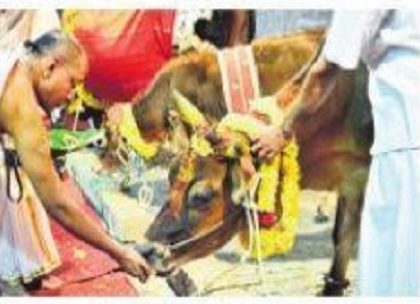 2,679 ఆలయాల్లో రేపు గోపూజ