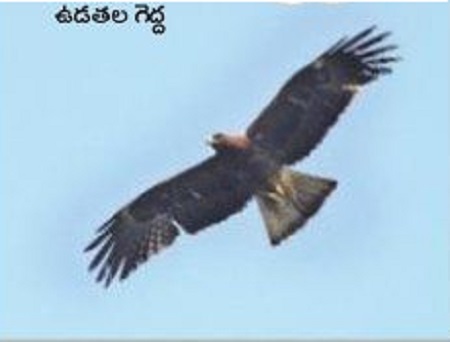 కోకిల డేగ.. ఉడతల గెద్ద!