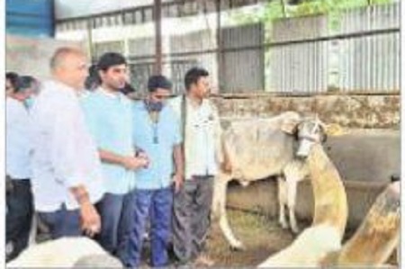 గోశాల పునఃప్రారంభం