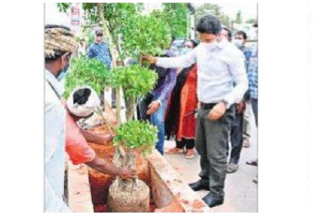 డివైడర్ల సుందరీకరణ