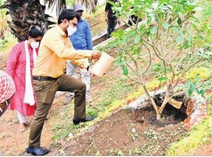 కాల్వగట్లపై 15వేల మొక్కల పెంపకం