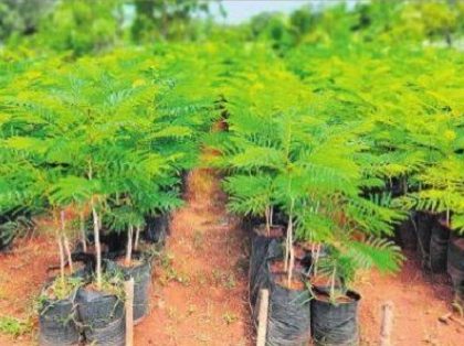 హరిత సంకల్పం