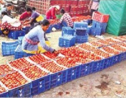 టమాటా రైతు పంట పండింది