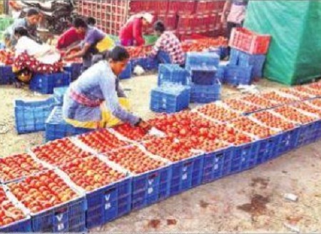 టమాటా రైతు పంట పండింది