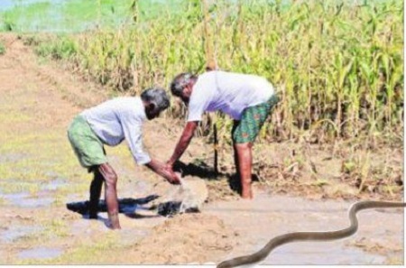కాటేసే కాలం.. అప్రమత్తతే ఆయుధం