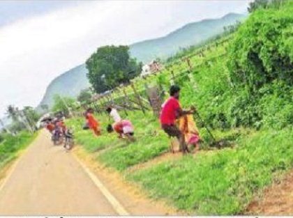 ప్రకృతికి పచ్చందం