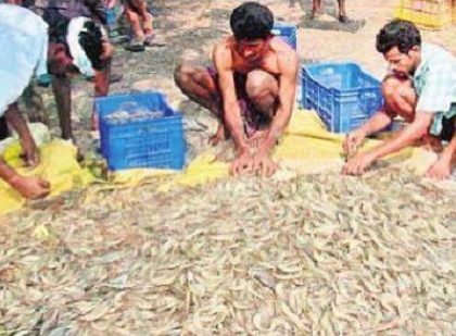 ఆక్వా రైతుల ధర హాసం
