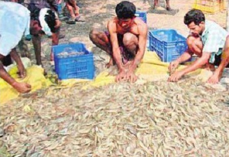 ఆక్వా రైతుల ధర హాసం