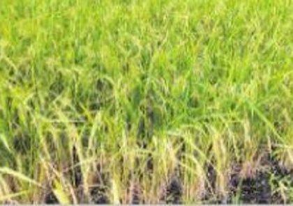 ఖరీఫ్.. కళకళ