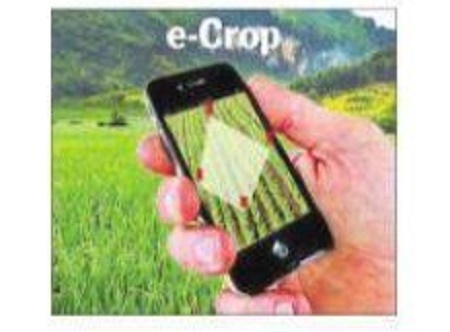 జోరుగా ఈ-పంట నమోదు