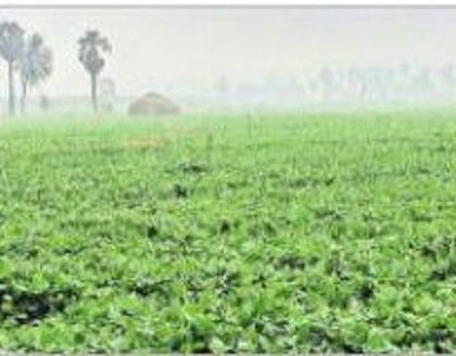 రబీ ప్రణాళిక రెడీ!