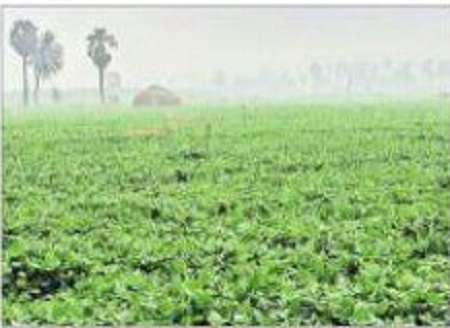 రబీ ప్రణాళిక రెడీ!
