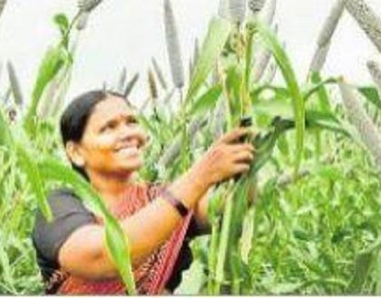 వరికి.. 'సిరి'సాటి