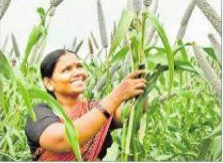 వరికి.. 'సిరి'సాటి