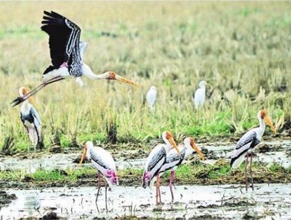 విదేశీ పక్షుల విహారం
