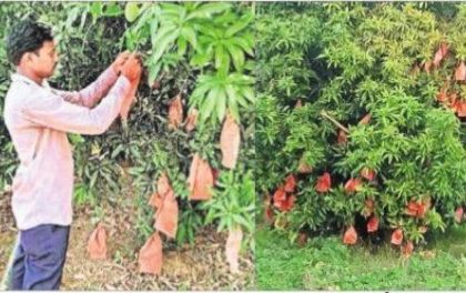 మామిడికి ఫ్రూట్ కవర్లు