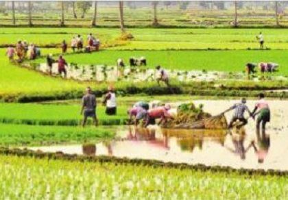రబీ సాగు జోరు