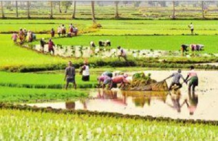 రబీ సాగు జోరు