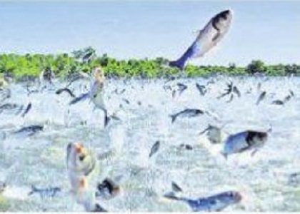 మత్స్యం.. మిలమిల