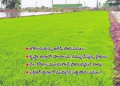 వరీఫ్ పులకింత